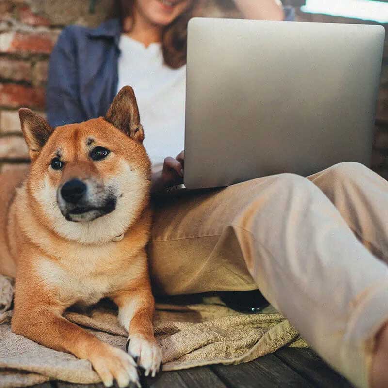 Frau arbeitet am Computer, w?hrend sie mit einem Hund auf einer Couch sitzt